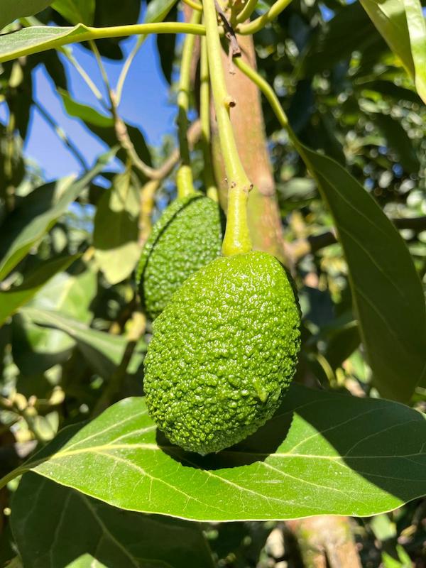 Frutas de Granada