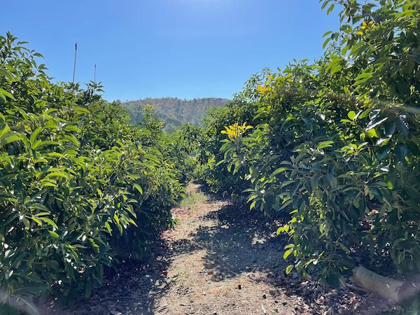 Frutas de Granada