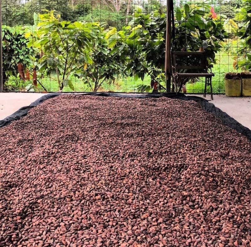 Cacao en Broma
